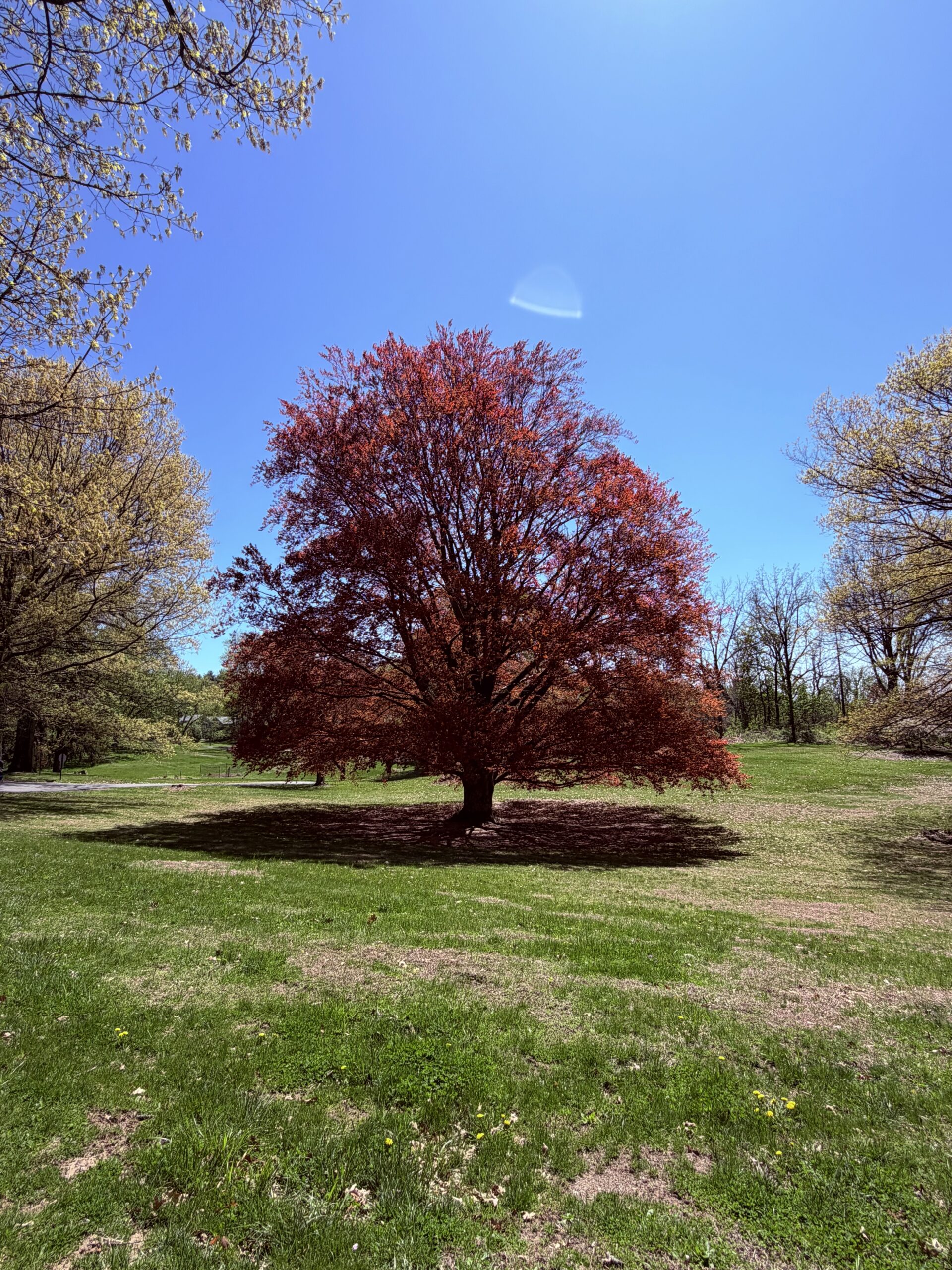 Art Exhibition, “The Redness of Spring,” Museo ning Angeles (7/2026)